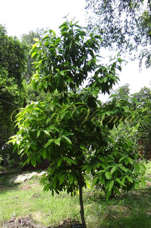 Plant